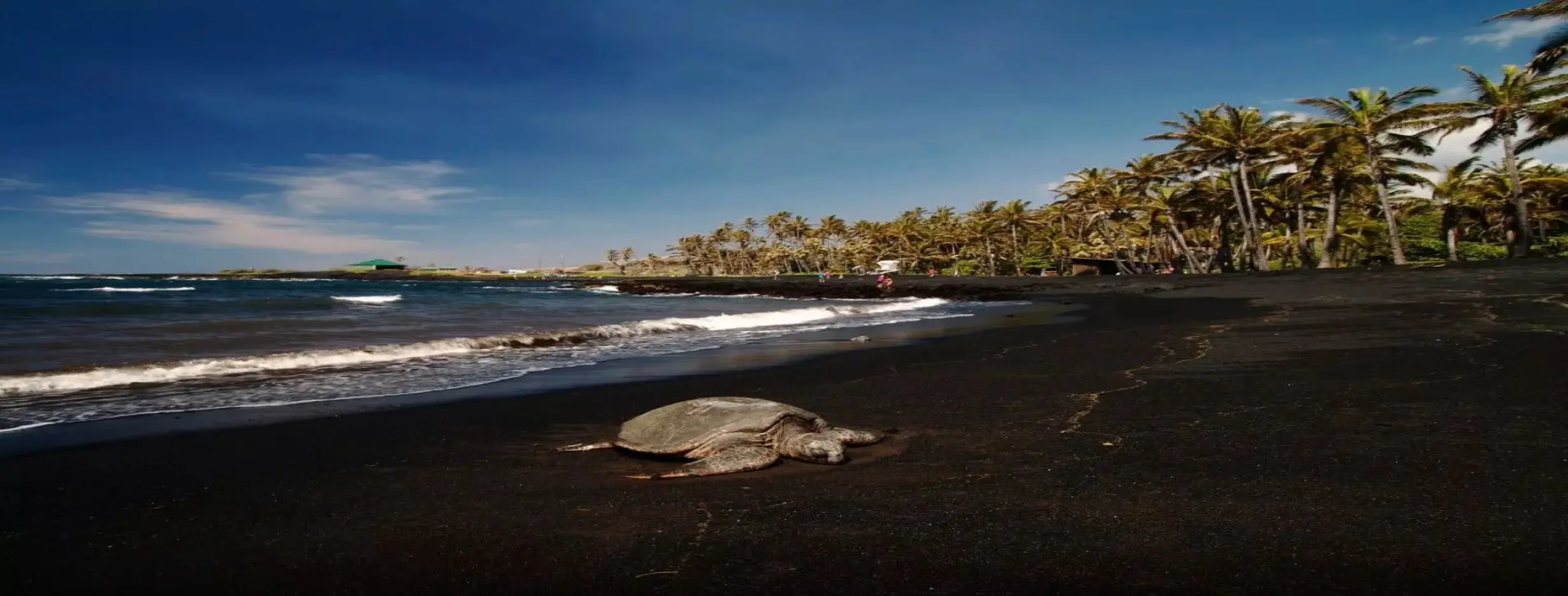 Image for Turtle Haven Retreat